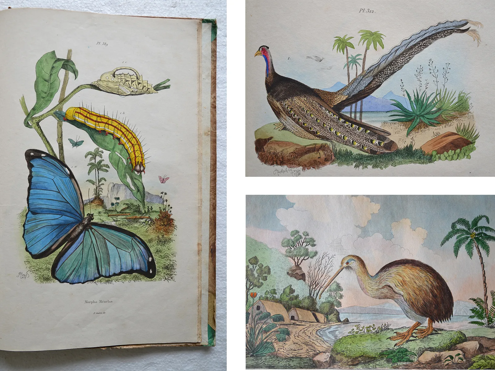 Dictionnaire pittoresque d’Histoire Naturelle et des phénomènes de la nature, contenant l’histoire des animaux, des végétaux, des minéraux, des météores, des principaux phénomènes physiques et des curiosités naturelle (1/12) — GUÉRIN - MÉNEVILLE (Félix Édouard), 1833 — Histoire Naturelle