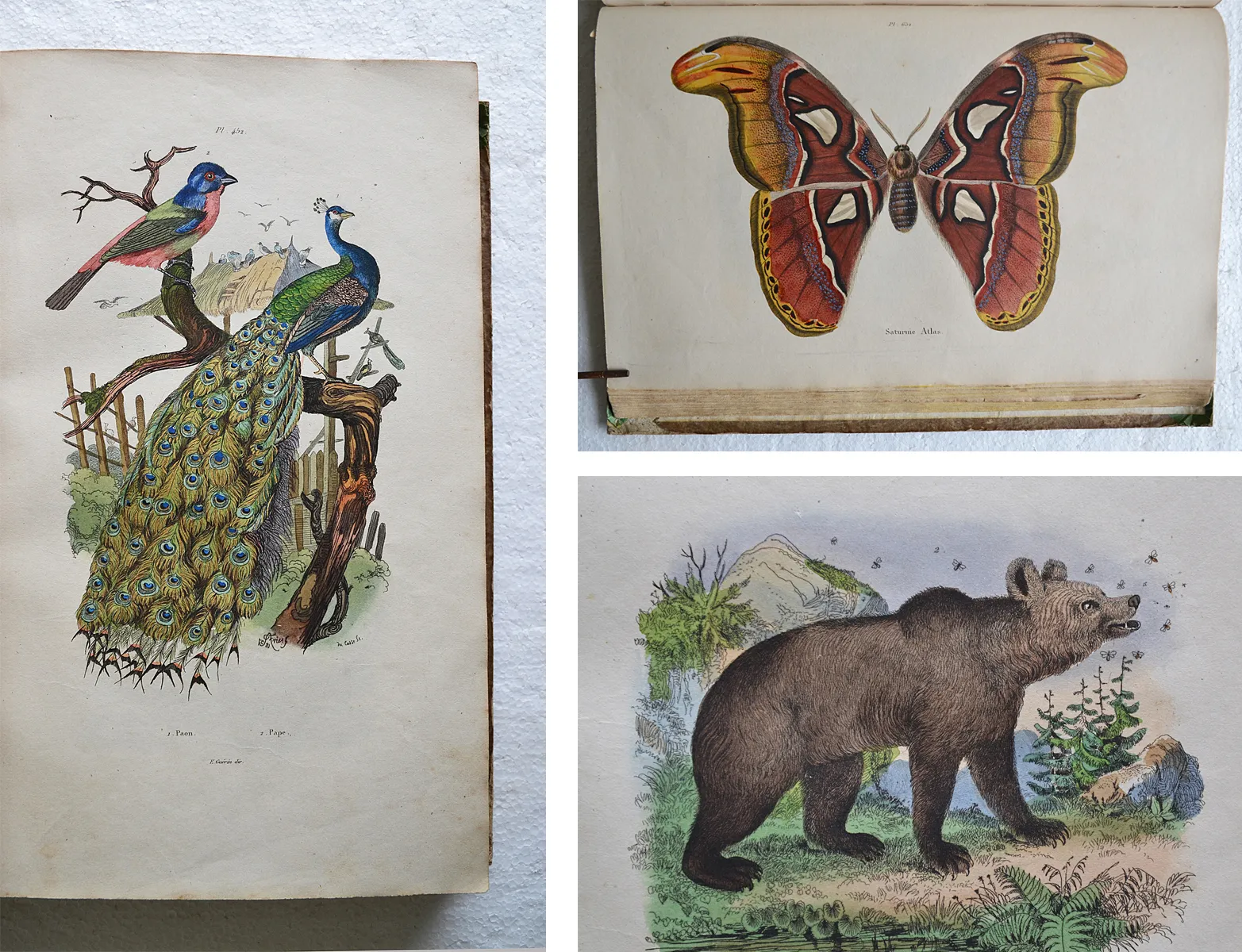 Dictionnaire pittoresque d’Histoire Naturelle et des phénomènes de la nature, contenant l’histoire des animaux, des végétaux, des minéraux, des météores, des principaux phénomènes physiques et des curiosités naturelle (1/12) — GUÉRIN - MÉNEVILLE (Félix Édouard), 1833 — Histoire Naturelle