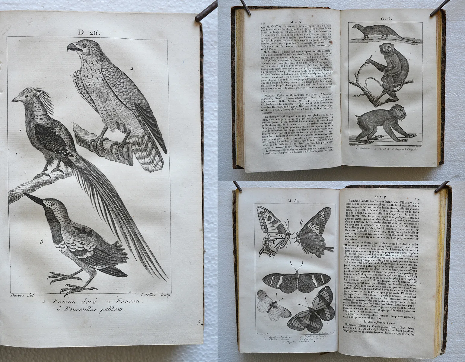 Nouveau dictionnaire d’Histoire Naturelle, appliquée aux arts, à l’agriculture, à l’économie rurale et domestique, à la médecine, etc. (1/12) — [COLLECTIF] / [CHAPTAL - BIOT - BOSC d'ANTIC - LAMARCK - PARMENTIER - SONNINI de MANONCOURT - LATREILLE, etc.], 1816 — Histoire Naturelle