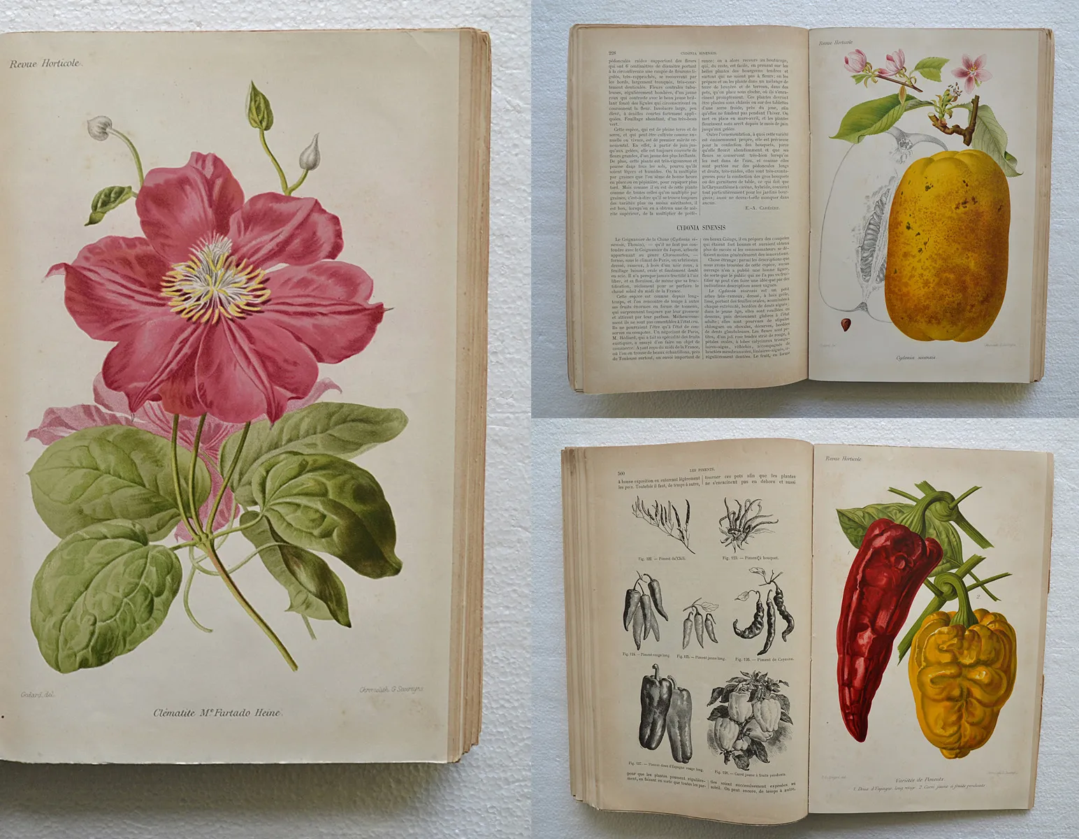 Revue horticole – Journal d’horticulture pratique, fondé en 1829 par les auteurs du Bon Jardinier. (1/12) — Revue horticole – 1889, 1829 — Botanique