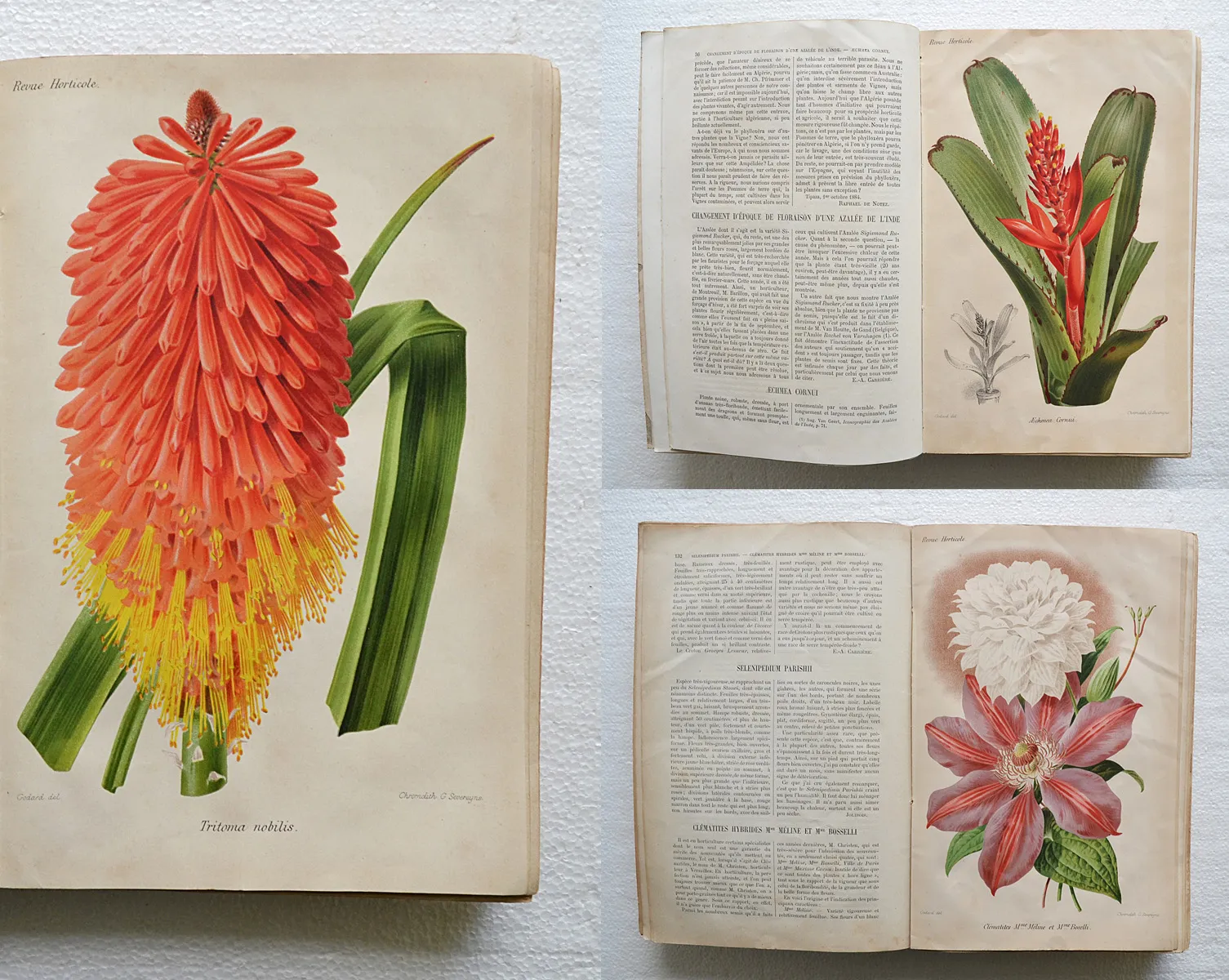 Revue horticole – Journal d’horticulture pratique, fondé en 1829 par les auteurs du Bon Jardinier. (1/12) — Revue horticole – 1885, 1829 — Botanique