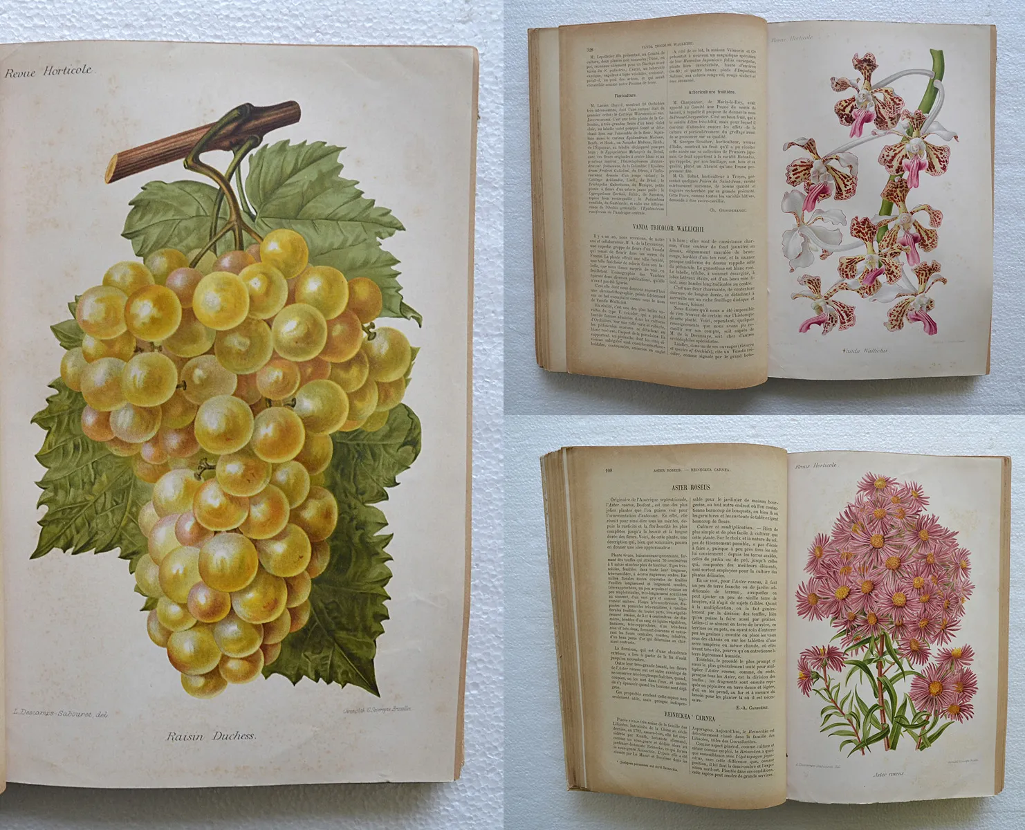 Revue horticole – Journal d’horticulture pratique, fondé en 1829 par les auteurs du Bon Jardinier. (1/12) — Revue horticole – 1893, 1829 — Botanique