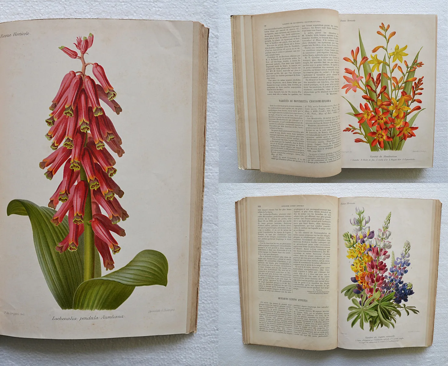 Revue horticole – Journal d’horticulture pratique, fondé en 1829 par les auteurs du Bon Jardinier. (1/12) — Revue horticole – 1890, 1829 — Botanique