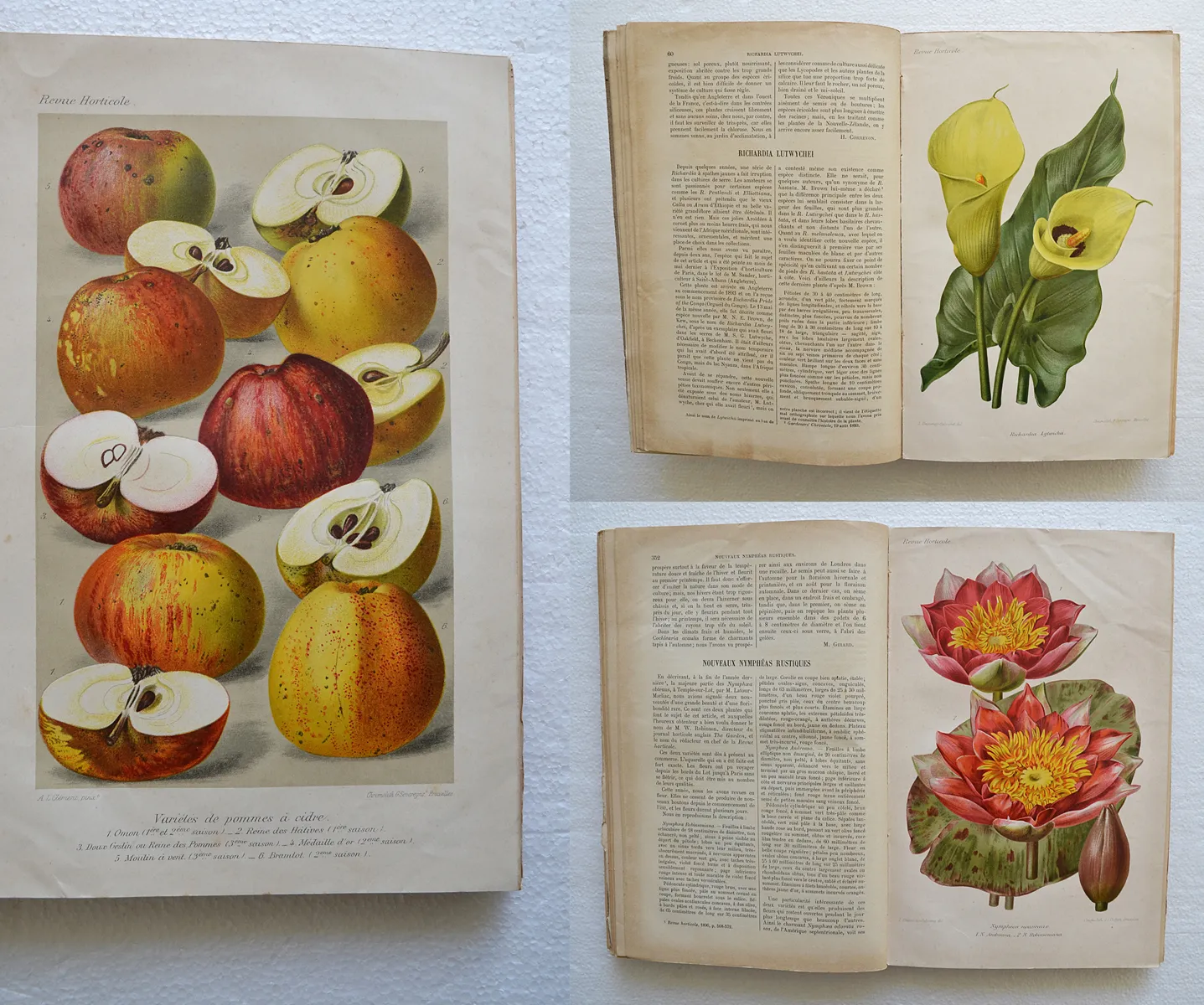Revue horticole – Journal d’horticulture pratique, fondé en 1829 par les auteurs du Bon Jardinier. (1/12) — Revue horticole – 1896, 1829 — Botanique