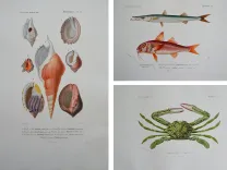 Dictionnaire universel d’histoire naturelle. Renard, Martinet et Cie, Langlois et Leclercq, Masson, 1849. (10/11) — Rarissime atlas d’histoire naturelle sur grand papier ORBIGNY (Charles d'), 1849 — Histoire Naturelle