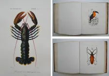 Dictionnaire universel d’histoire naturelle. Renard, Martinet et Cie, Langlois et Leclercq, Masson, 1849. (11/11) — Rarissime atlas d’histoire naturelle sur grand papier ORBIGNY (Charles d'), 1849 — Histoire Naturelle