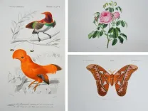 Dictionnaire universel d’histoire naturelle. Renard, Martinet et Cie, Langlois et Leclercq, Masson, 1849. (1/11) — Rarissime atlas d’histoire naturelle sur grand papier ORBIGNY (Charles d'), 1849 — Histoire Naturelle