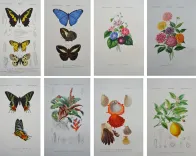 Dictionnaire universel d’histoire naturelle. Renard, Martinet et Cie, Langlois et Leclercq, Masson, 1849. (2/11) — Rarissime atlas d’histoire naturelle sur grand papier ORBIGNY (Charles d'), 1849 — Histoire Naturelle