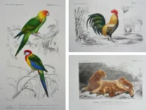 Dictionnaire universel d’histoire naturelle. Renard, Martinet et Cie, Langlois et Leclercq, Masson, 1849. (5/11) — Rarissime atlas d’histoire naturelle sur grand papier ORBIGNY (Charles d'), 1849 — Histoire Naturelle
