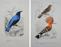 Dictionnaire universel d’histoire naturelle. Renard, Martinet et Cie, Langlois et Leclercq, Masson, 1849. (6/11) — Rarissime atlas d’histoire naturelle sur grand papier ORBIGNY (Charles d'), 1849 — Histoire Naturelle