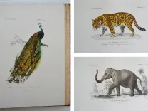 Dictionnaire universel d’histoire naturelle. Renard, Martinet et Cie, Langlois et Leclercq, Masson, 1849. (7/11) — Rarissime atlas d’histoire naturelle sur grand papier ORBIGNY (Charles d'), 1849 — Histoire Naturelle