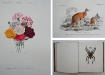 Dictionnaire universel d’histoire naturelle. Renard, Martinet et Cie, Langlois et Leclercq, Masson, 1849. (8/11) — Rarissime atlas d’histoire naturelle sur grand papier ORBIGNY (Charles d'), 1849 — Histoire Naturelle