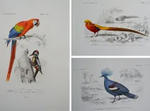 Dictionnaire universel d’histoire naturelle. Renard, Martinet et Cie, Langlois et Leclercq, Masson, 1849. (9/11) — Rarissime atlas d’histoire naturelle sur grand papier ORBIGNY (Charles d'), 1849 — Histoire Naturelle