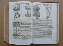 Histoire générale des plantes, contenant XVII livres également départis en deux tomes. (11/12) — DALÉCHAMPS (Jacques), 1653 — Botanique