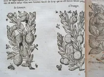Histoire générale des plantes, contenant XVII livres également départis en deux tomes. (6/12) — DALÉCHAMPS (Jacques), 1653 — Botanique