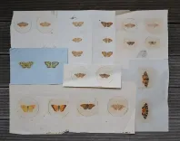 P. Chatry (10/12) — [LÉPIDOPTÈRES], 1854 — Histoire Naturelle