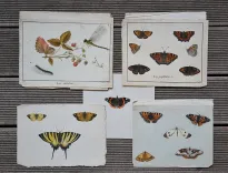 P. Chatry (11/12) — [LÉPIDOPTÈRES], 1854 — Histoire Naturelle