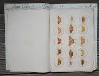 P. Chatry (2/12) — [LÉPIDOPTÈRES], 1854 — Histoire Naturelle