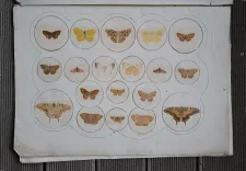 P. Chatry (3/12) — [LÉPIDOPTÈRES], 1854 — Histoire Naturelle