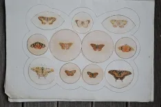 P. Chatry (4/12) — [LÉPIDOPTÈRES], 1854 — Histoire Naturelle