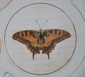 P. Chatry (5/12) — [LÉPIDOPTÈRES], 1854 — Histoire Naturelle