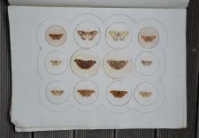 P. Chatry (6/12) — [LÉPIDOPTÈRES], 1854 — Histoire Naturelle