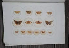 P. Chatry (7/12) — [LÉPIDOPTÈRES], 1854 — Histoire Naturelle