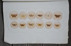 P. Chatry (8/12) — [LÉPIDOPTÈRES], 1854 — Histoire Naturelle