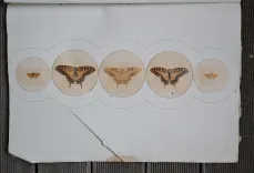 P. Chatry (9/12) — [LÉPIDOPTÈRES], 1854 — Histoire Naturelle