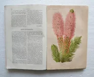 Revue horticole – Journal d’horticulture pratique, fondé en 1829 par les auteurs du Bon Jardinier. (10/11) — Revue horticole – 1883, 1829 — Botanique