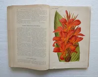 Revue horticole – Journal d’horticulture pratique, fondé en 1829 par les auteurs du Bon Jardinier. (10/12) — Revue horticole – 1889, 1829 — Botanique