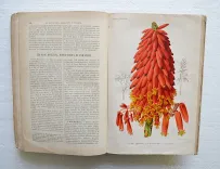Revue horticole – Journal d’horticulture pratique, fondé en 1829 par les auteurs du Bon Jardinier. (11/12) — Revue horticole – 1886, 1829 — Botanique