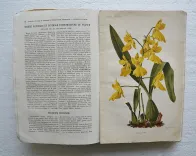 Revue horticole – Journal d’horticulture pratique, fondé en 1829 par les auteurs du Bon Jardinier. (11/12) — Revue horticole – 1881, 1829 — Botanique