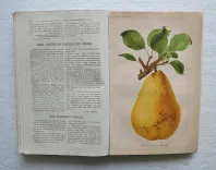 Revue horticole – Journal d’horticulture pratique, fondé en 1829 par les auteurs du Bon Jardinier. (11/11) — Revue horticole – 1883, 1829 — Botanique