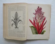 Revue horticole – Journal d’horticulture pratique, fondé en 1829 par les auteurs du Bon Jardinier. (11/12) — Revue horticole – 1889, 1829 — Botanique