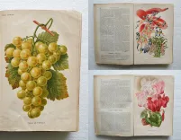 Revue horticole – Journal d’horticulture pratique, fondé en 1829 par les auteurs du Bon Jardinier. (11/12) — Revue horticole – 1885, 1829 — Botanique