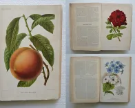 Revue horticole – Journal d’horticulture pratique, fondé en 1829 par les auteurs du Bon Jardinier. (12/12) — Revue horticole – 1889, 1829 — Botanique
