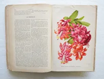 Revue horticole – Journal d’horticulture pratique, fondé en 1829 par les auteurs du Bon Jardinier. (12/12) — Revue horticole – 1886, 1829 — Botanique