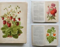 Revue horticole – Journal d’horticulture pratique, fondé en 1829 par les auteurs du Bon Jardinier. (12/12) — Revue horticole – 1885, 1829 — Botanique