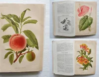 Revue horticole – Journal d’horticulture pratique, fondé en 1829 par les auteurs du Bon Jardinier. (1/11) — Revue horticole – 1883, 1829 — Botanique