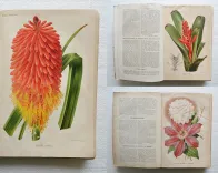 Revue horticole – Journal d’horticulture pratique, fondé en 1829 par les auteurs du Bon Jardinier. (1/12) — Revue horticole – 1885, 1829 — Botanique