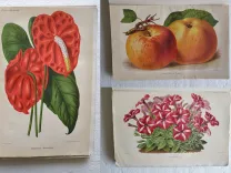 Revue horticole – Journal d’horticulture pratique, fondé en 1829 par les auteurs du Bon Jardinier. (1/12) — Revue horticole – 1881, 1829 — Botanique