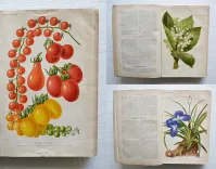 Revue horticole – Journal d’horticulture pratique, fondé en 1829 par les auteurs du Bon Jardinier. (1/12) — Revue horticole – 1886, 1829 — Botanique