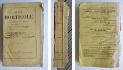 Revue horticole – Journal d’horticulture pratique, fondé en 1829 par les auteurs du Bon Jardinier. (2/12) — Revue horticole – 1881, 1829 — Botanique