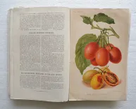 Revue horticole – Journal d’horticulture pratique, fondé en 1829 par les auteurs du Bon Jardinier. (3/12) — Revue horticole – 1881, 1829 — Botanique