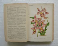 Revue horticole – Journal d’horticulture pratique, fondé en 1829 par les auteurs du Bon Jardinier. (4/12) — Revue horticole – 1889, 1829 — Botanique