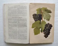 Revue horticole – Journal d’horticulture pratique, fondé en 1829 par les auteurs du Bon Jardinier. (4/12) — Revue horticole – 1881, 1829 — Botanique