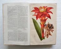 Revue horticole – Journal d’horticulture pratique, fondé en 1829 par les auteurs du Bon Jardinier. (4/11) — Revue horticole – 1883, 1829 — Botanique