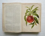 Revue horticole – Journal d’horticulture pratique, fondé en 1829 par les auteurs du Bon Jardinier. (4/12) — Revue horticole – 1885, 1829 — Botanique