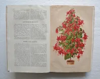 Revue horticole – Journal d’horticulture pratique, fondé en 1829 par les auteurs du Bon Jardinier. (5/11) — Revue horticole – 1883, 1829 — Botanique